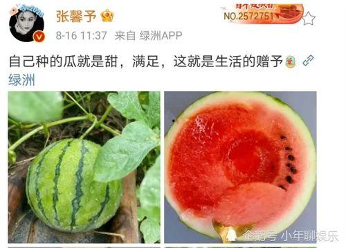 娱乐吃瓜公司有哪些,盘点热门吃瓜公司背后的故事