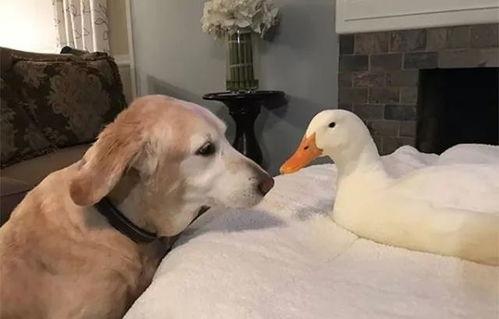 娱乐吃瓜酱鸭鸭视频大全,盘点热门视频大全