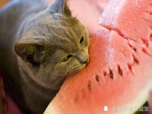 娱乐猫吃瓜,揭秘娱乐圈那些不为人知的幕后故事