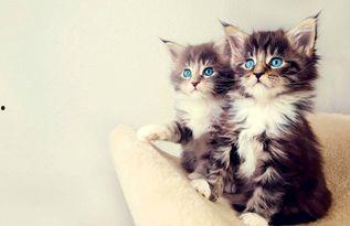 娱乐吃瓜酱29岁猫咪,揭秘宠物界的长寿传奇