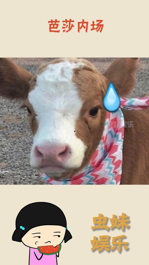 抖音娱乐吃瓜号,揭秘娱乐圈幕后故事，带你领略明星真实生活