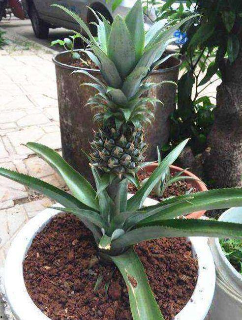 菠萝头娱乐吃瓜