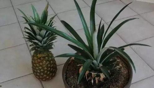 菠萝头娱乐吃瓜