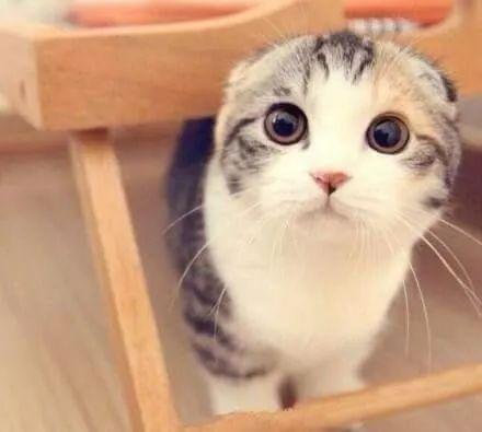 娱乐吃瓜君七七折耳猫,娱乐吃瓜君的萌宠日常